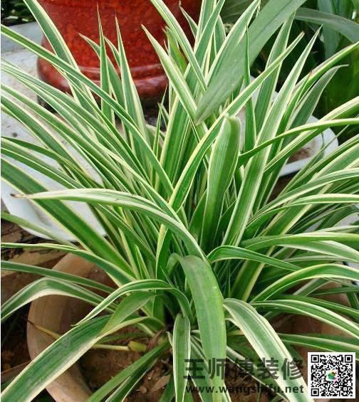 8种方法去除新房装修异味 - 翻新攻略