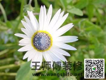 新装修的房子怎么去甲醛，给大家推荐几种可以除甲醛的植物 - 翻新攻略