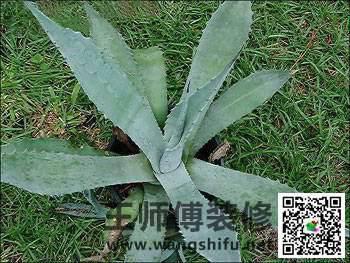 新装修的房子怎么去甲醛，给大家推荐几种可以除甲醛的植物 - 翻新攻略