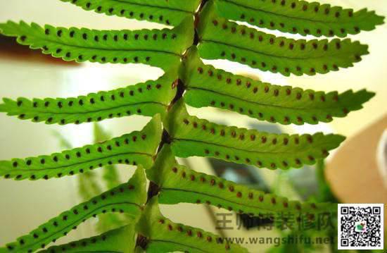 新房装修正确去除甲醛 - 翻新攻略