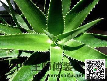 新装修的房子怎么去甲醛，给大家推荐几种可以除甲醛的植物 - 翻新攻略