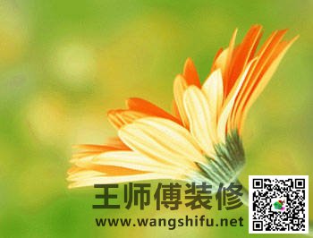 新装修的房子怎么去甲醛，给大家推荐几种可以除甲醛的植物 - 翻新攻略