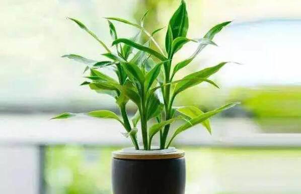 自动草稿 自动草稿