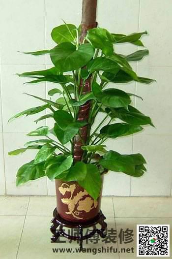 新装修的房子怎么去甲醛，给大家推荐几种可以除甲醛的植物 - 翻新攻略