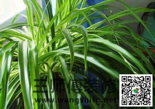 新房装修好多久可入住？去甲醛方法？ - 翻新攻略