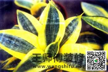 新装修的房子怎么去甲醛，给大家推荐几种可以除甲醛的植物 - 翻新攻略