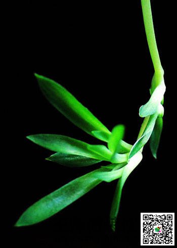 新装修的房子怎么去甲醛，给大家推荐几种可以除甲醛的植物 - 翻新攻略