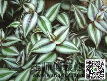 新装修的房子怎么去甲醛，给大家推荐几种可以除甲醛的植物 - 翻新攻略