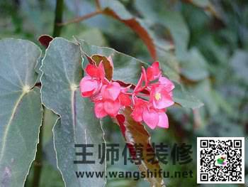 新装修的房子怎么去甲醛，给大家推荐几种可以除甲醛的植物 - 翻新攻略